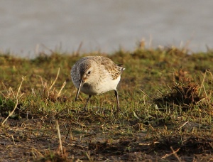 Augusta CBC's prize finding was a dunlin like this one taken by Tony Sutton and posted to Flickr