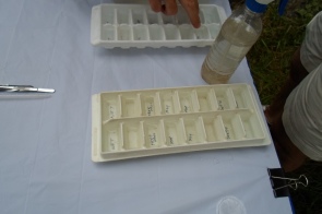 Sampling containers ready for sorting the aquatic critters.