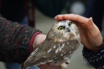 An admirer has a chance to interact with the Northern Saw-whet Owl following the formal part of the presentation.