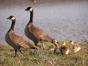300px-Small_Cackling_Goose_Brood