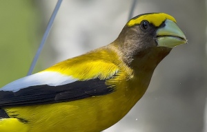 Evening Grosbeck. Photo credit: Daniel Arndt through Flickr Creative Commons licensed under CC BY 2.0.