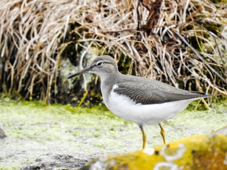 Spotted Sandpiper - adult, nonbreeding