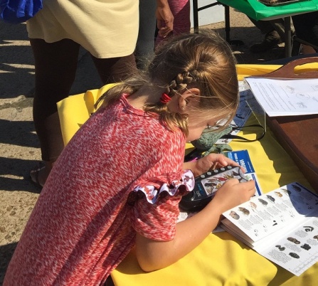 A festival-goer learns which birds make which calls at one of the HMN activity tables.