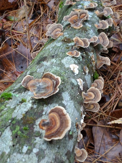 Turkey Tail mushrooms. Their fine hairy surface and white bottoms distinguish them from the false turkey tails. Photo by Adrie Voors.