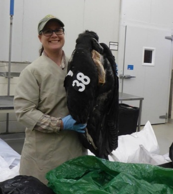 Christina Gebhard, a museum specialist in the Division of Birds at NMNH, shows condor with tag #38