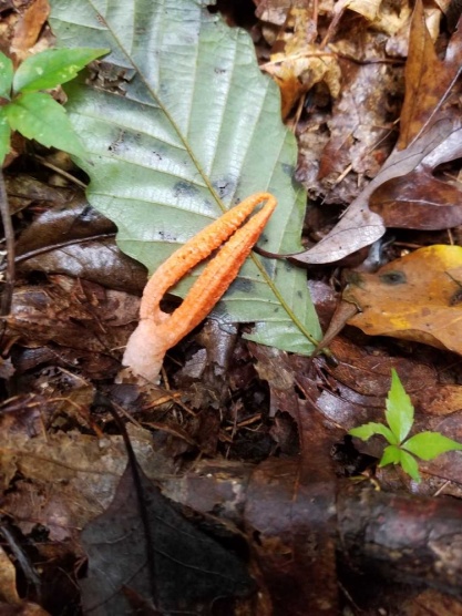 Stinky Squid stinkhorn, thought to be pseudocolus fusiformis. Photo be Peggy Plass.