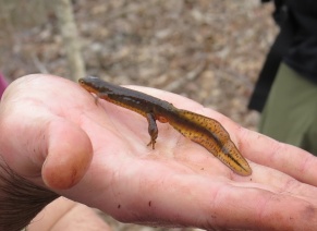 Red-Spotted Newt, aquatic stage. Photo credit: Cheryl Shull