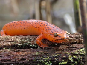 Red Salamander found and photographed by Eli Lianez. This is the Virginia State Amphibian.